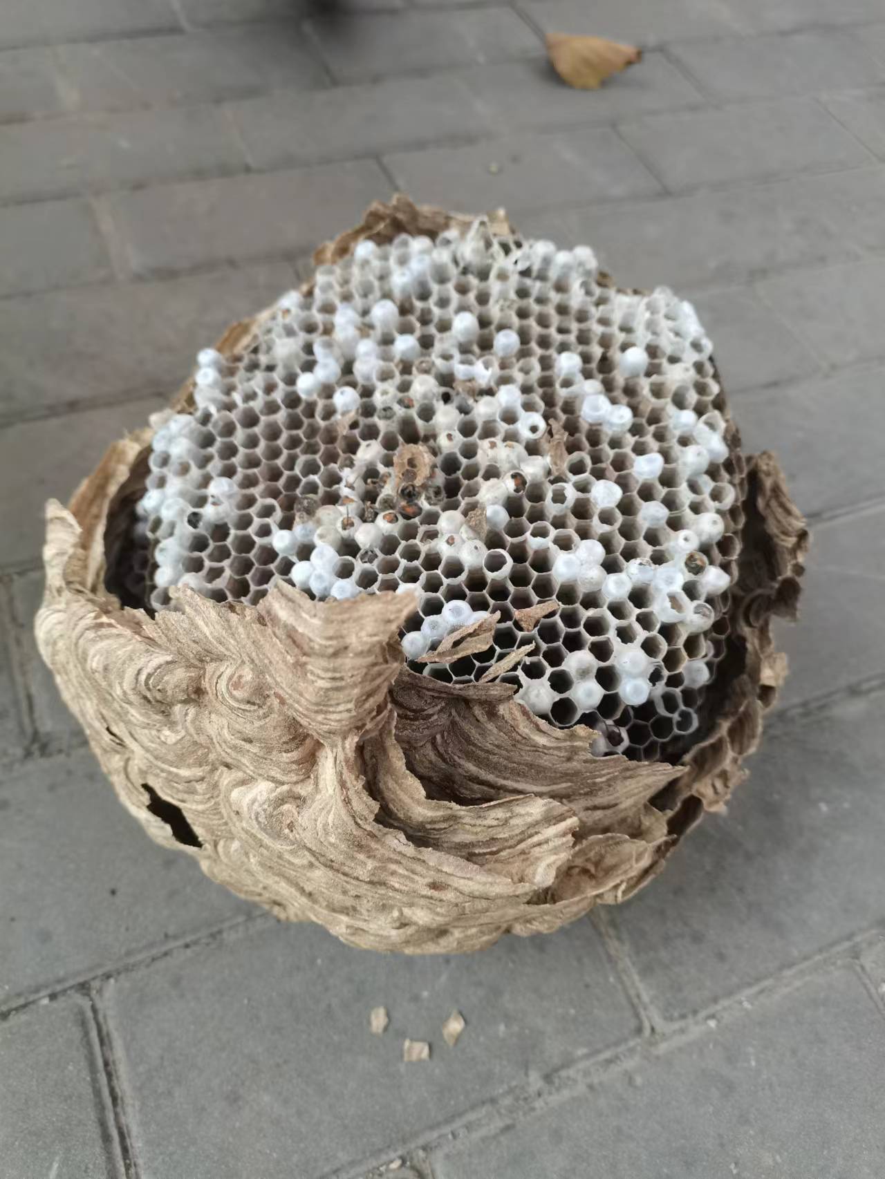 空壳马蜂窝